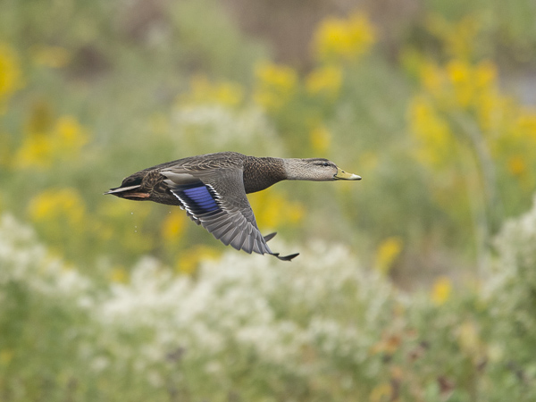 Nokisorsa, American Black Duck, Anas rubripes